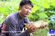 雨后的藕塘，野生鲤鱼垂钓之旅