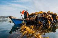 「海风吹过」大钦岛：晴天中的海带晾晒