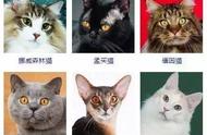 全面了解！猫猫种类大合集，让你一次看过瘾