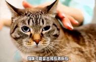 揭秘！小猫咪真的怕冷吗？