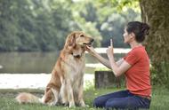 探索最佳训犬途径：基地、上门还是视频教学？