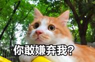 土猫还是宠物猫？鄙视链不存在的理由