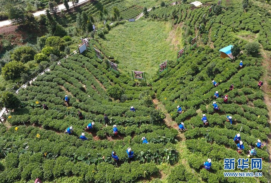 秋茶飘香大瑶山