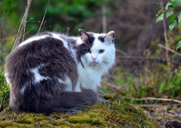 地球上10大最可爱的猫咪，波斯猫第八，布偶猫第二，你喜欢哪个？