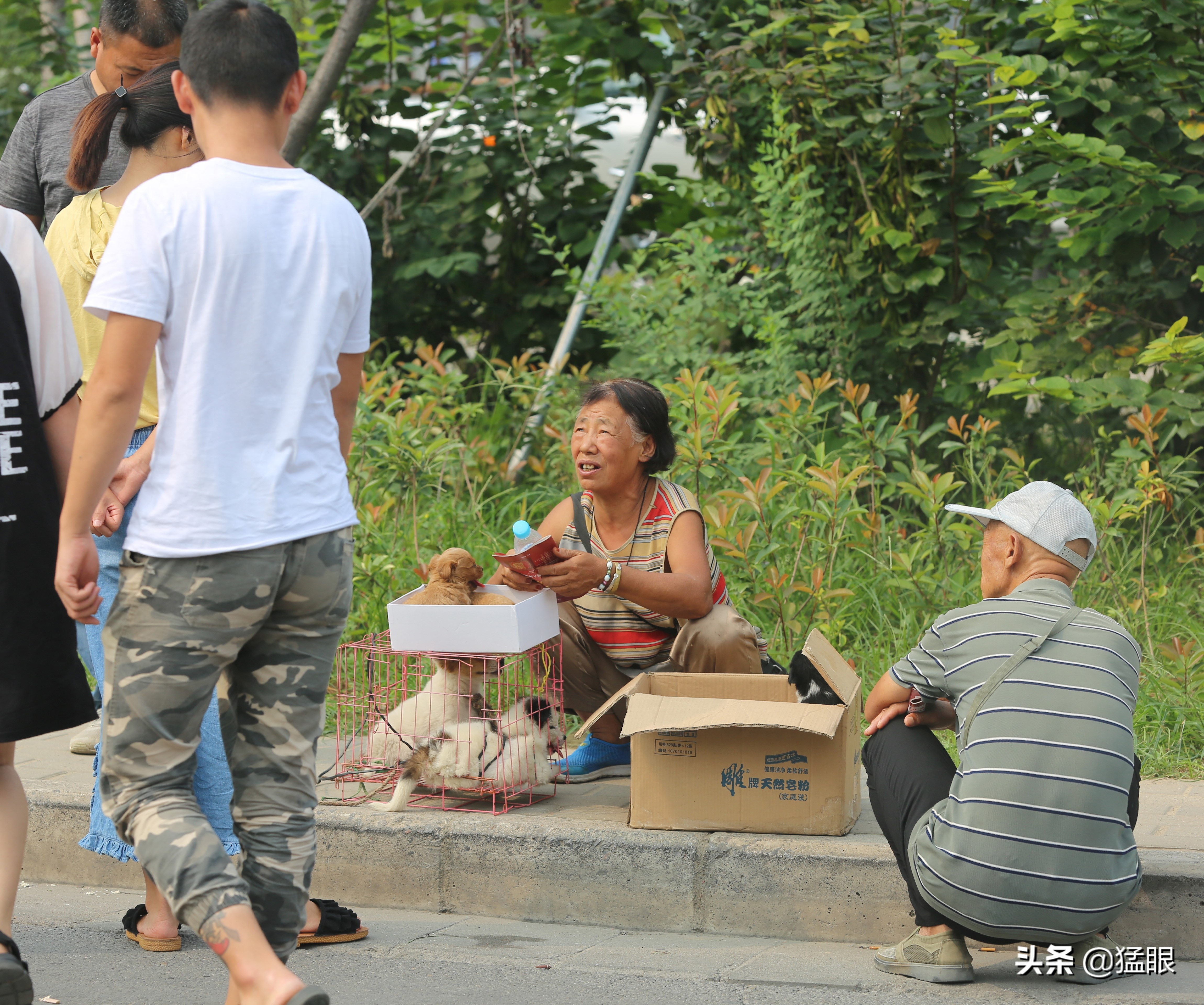 这条街大约长500米，每逢周末有狗市开张，狗市形成时间不详