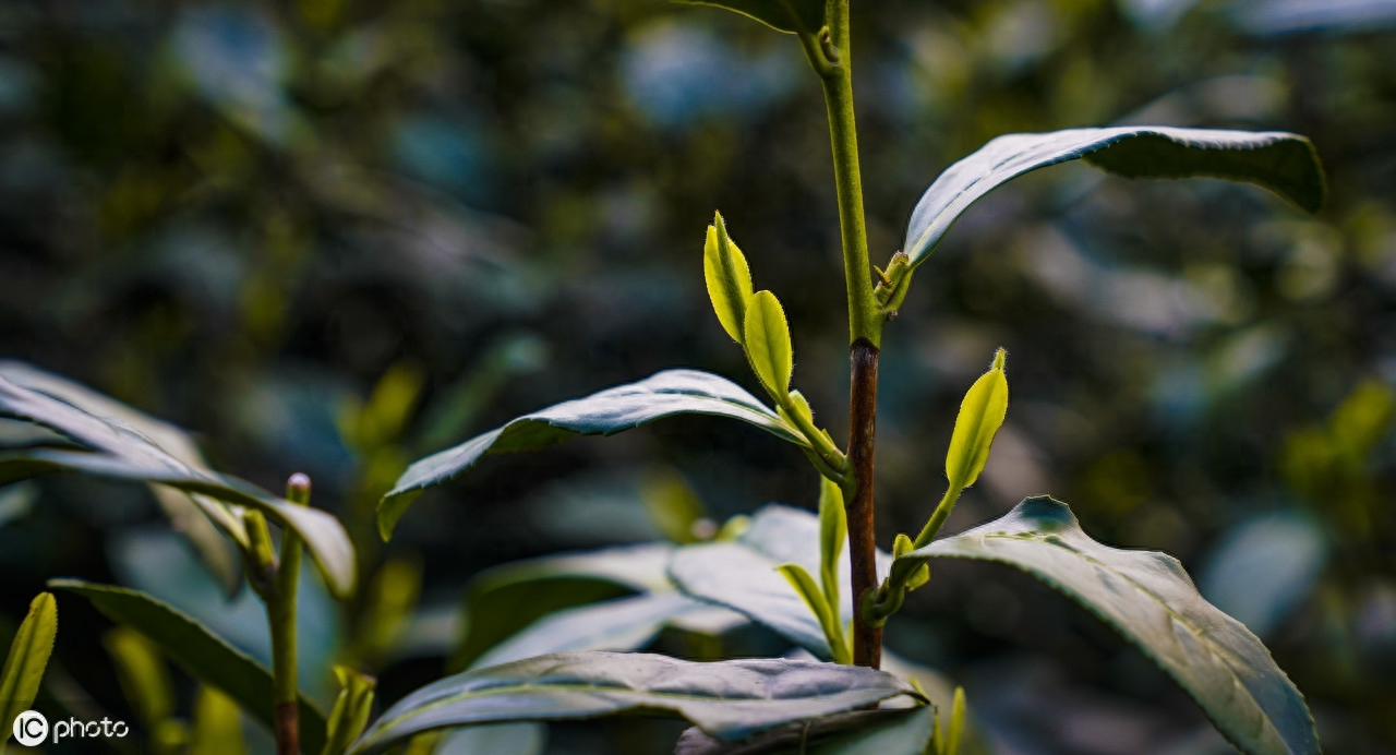 龙井（中国名茶）