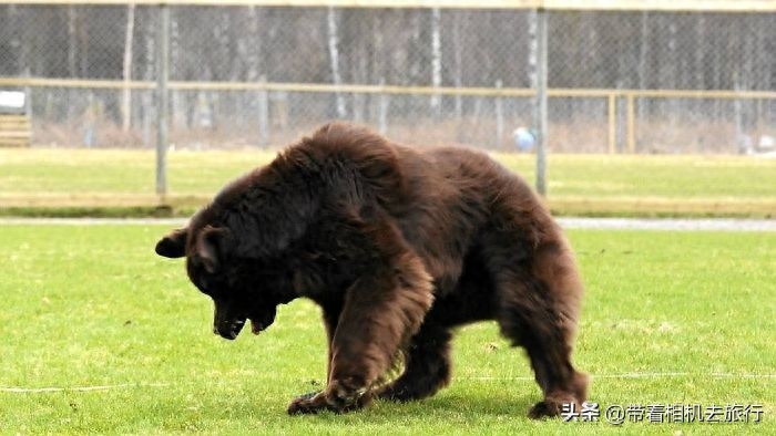 别看错了！这不是熊，而是宠物犬，性格还特别温顺