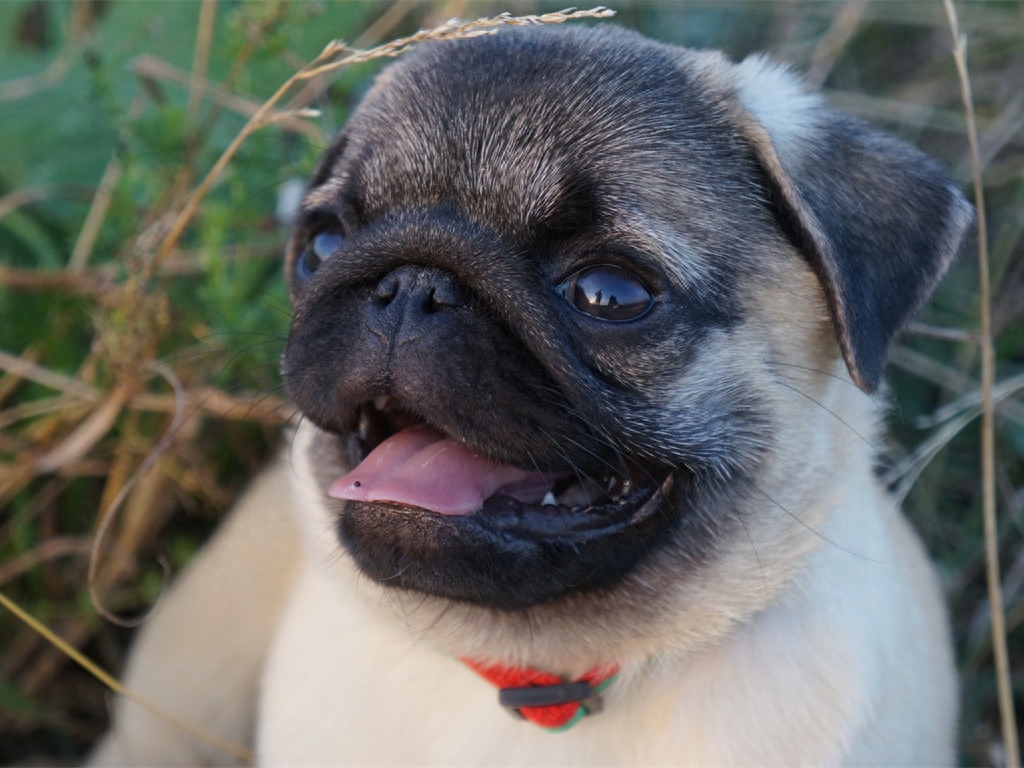 萌宠：哈巴狗，学名巴哥犬