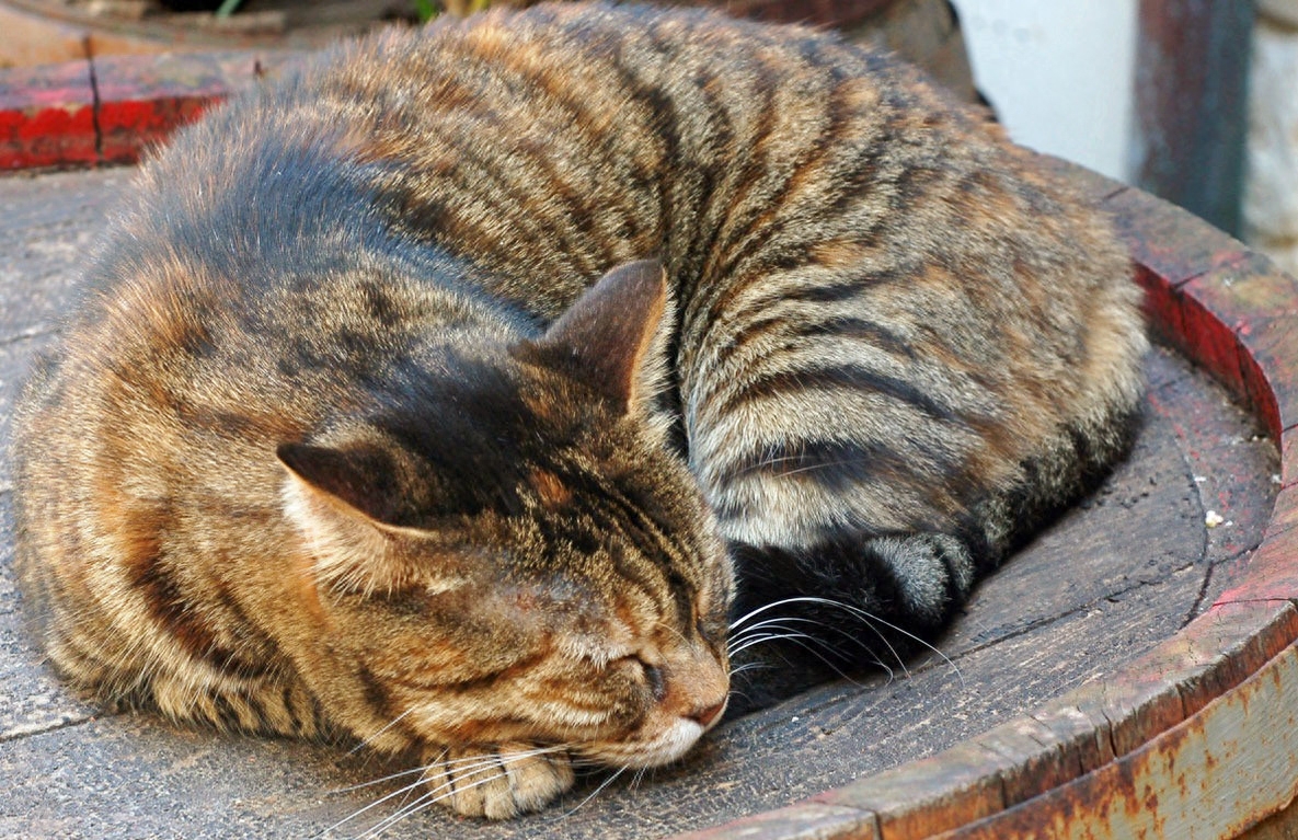 猫中老虎——虎斑猫！霸气！