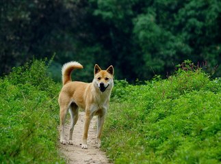 这些中国最出色的犬种，20元一只！却因品种不纯，如今快绝迹了