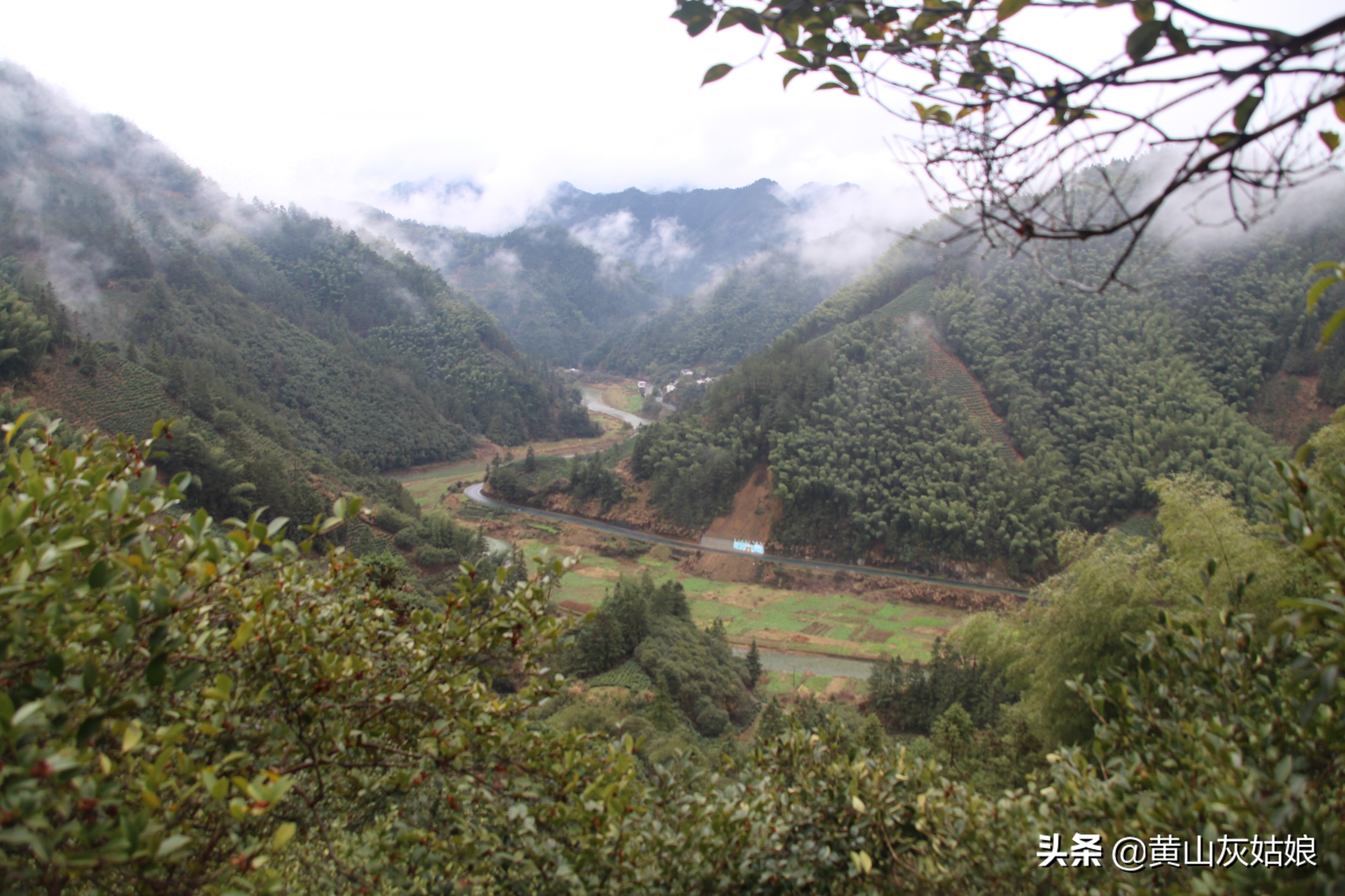 中国十大名茶-黄山毛峰，富溪高山茶园美景