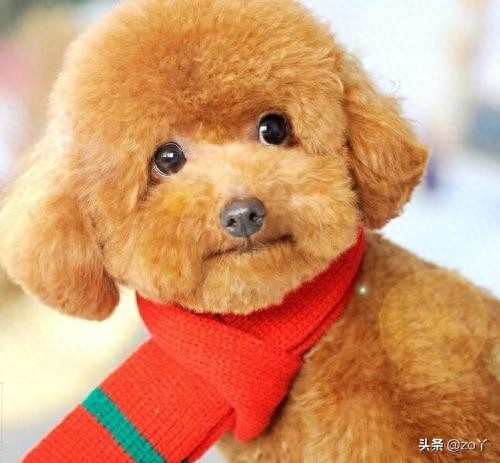 贵宾犬（贵妇犬）