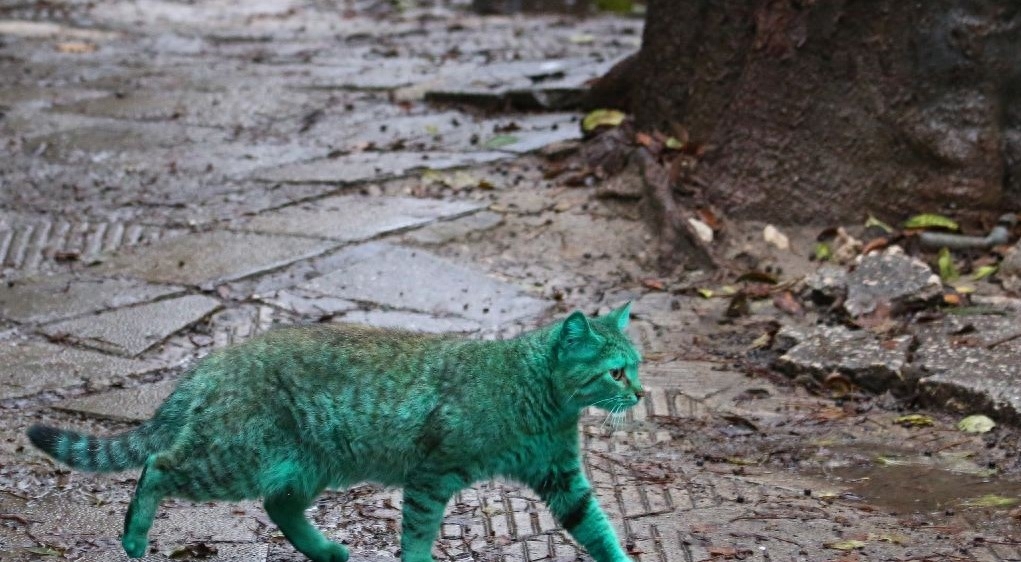 外国出现荧光绿色的猫，颜色一天比一天深，晚上“自带灯光”