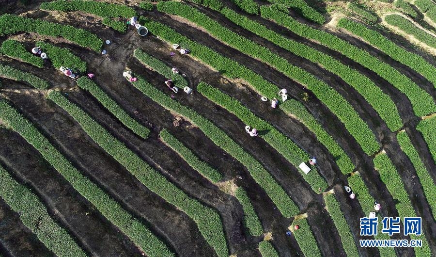 福建安溪：铁观音秋茶开采