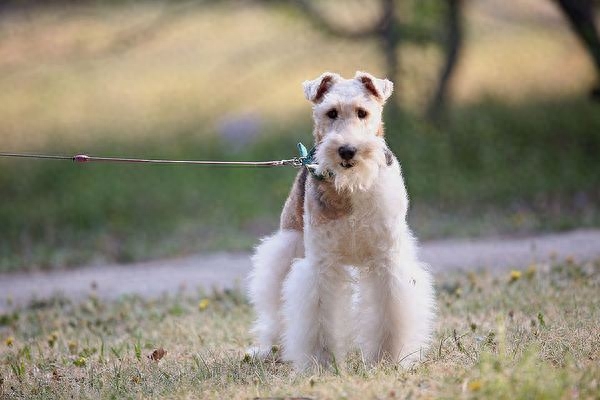 优秀犬种——猎狐梗是传统的英国梗类，感情深厚的家庭犬