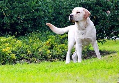 拉布拉多犬的百科世界