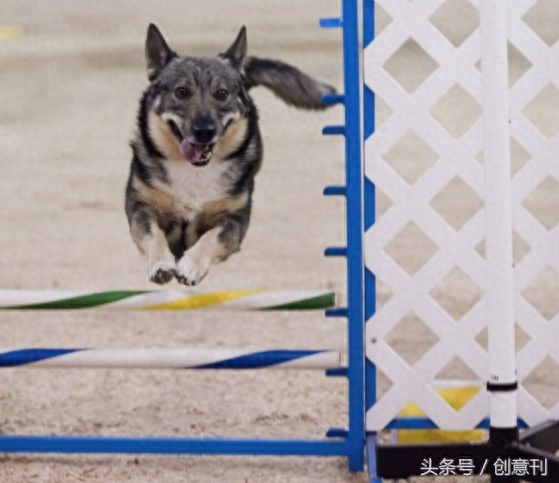 狼犬和柯基混合的瑞典牧羊犬，有种可爱的冲突感啊