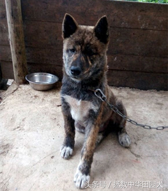 形形色色虎斑犬，与生俱来王者范