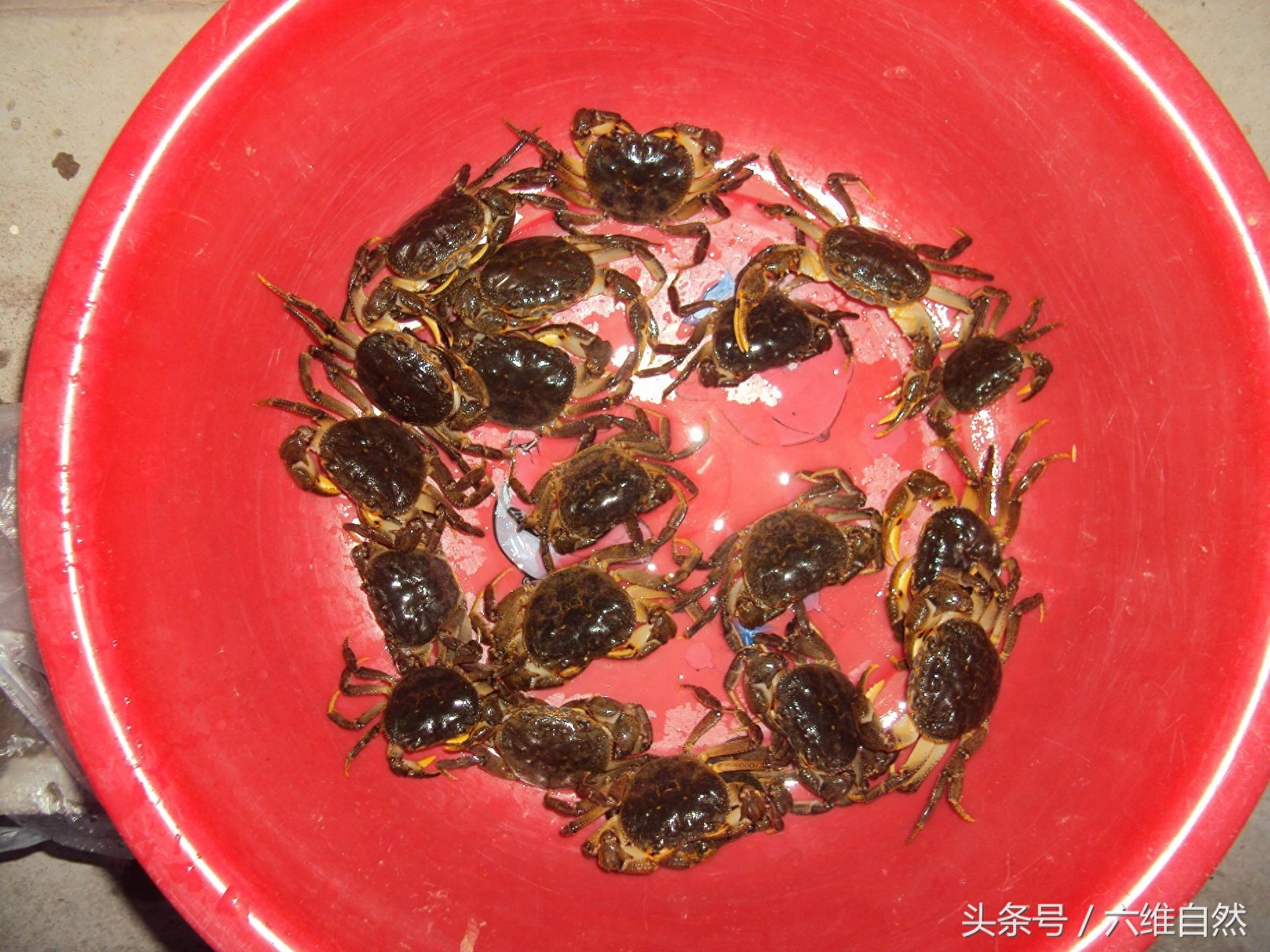 山螃蟹并不是生活在山上，而是在山涧小溪中