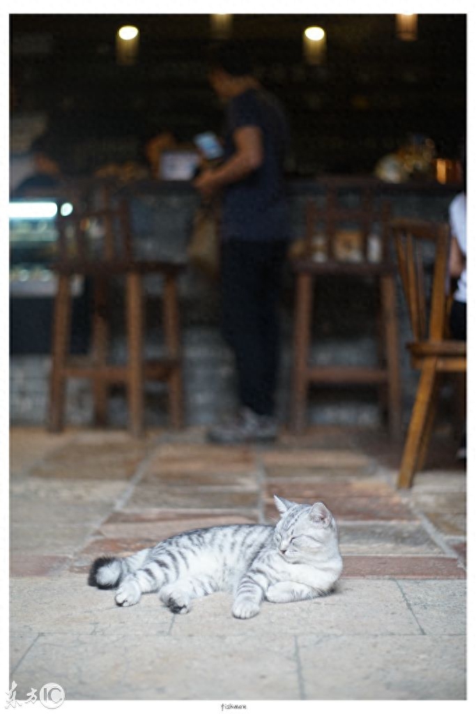 美国短毛猫，怎么看都和中华狸花猫是近亲