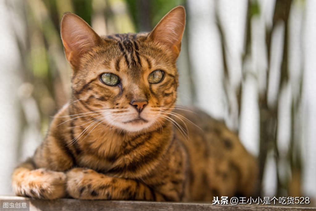 十二星座专属宠物猫，双子座是挪威森林猫，快来挑选你的吧！