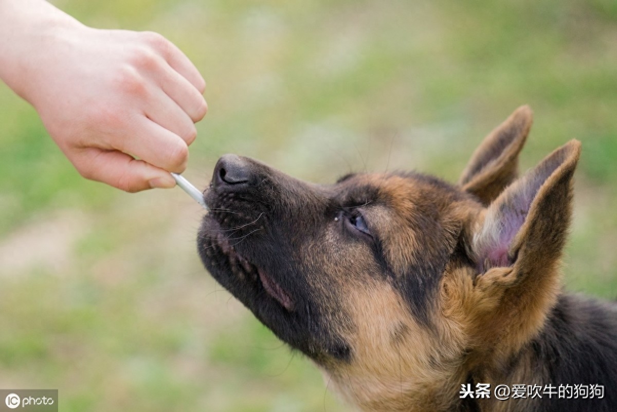 今天说说德国牧羊犬的由来，俗称德国狼犬，如果有可能你会养吗？