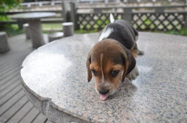 动物图集；比格猎犬