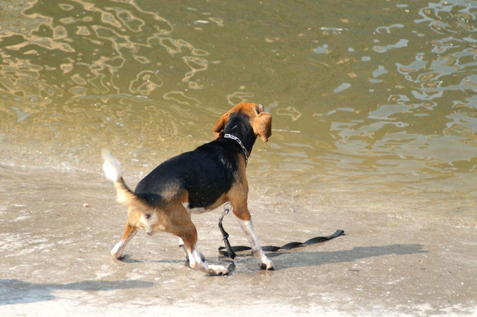 动物图集；比格猎犬