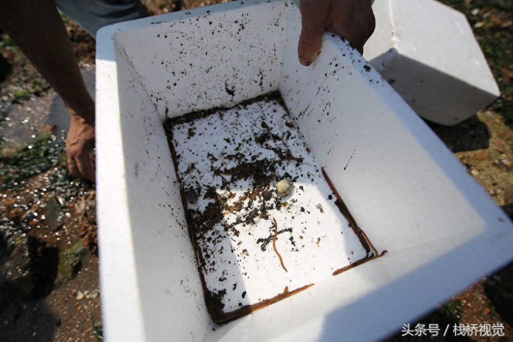 钓鱼人看过来，青岛栈桥盛产沙蚕，钓黄鱼的免费好饵料