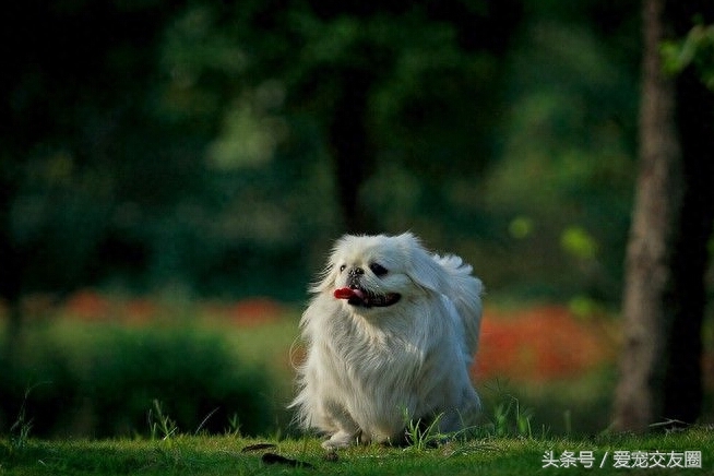 优雅精致的中国古老玩赏犬，宫廷狮子狗北京犬