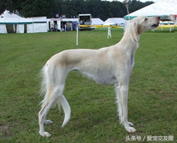 历史古老，个性活泼友善，来自阿拉神的赠物萨路基猎兔犬