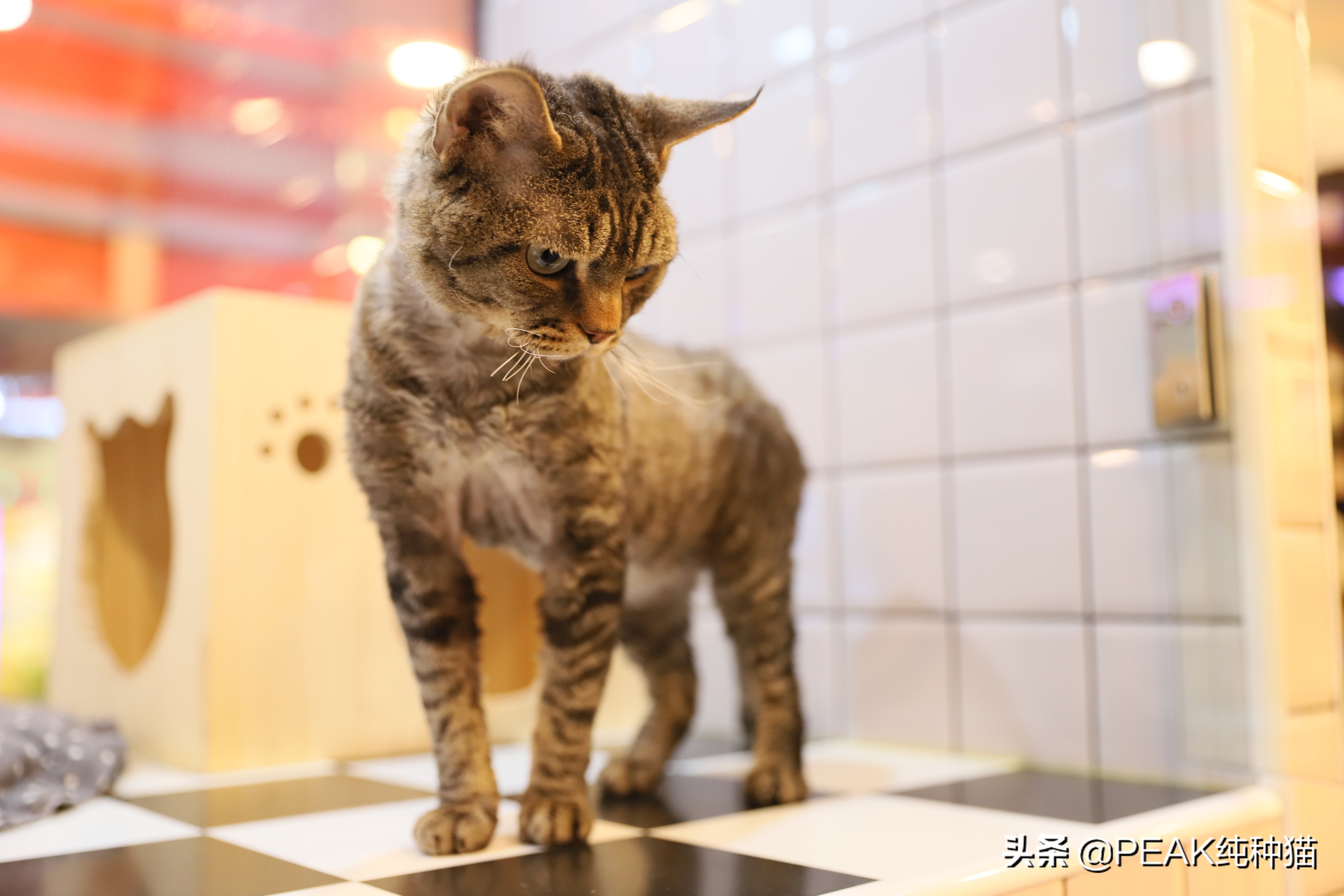 小妖精般的理想宠物之德文卷毛猫棕色虎斑色1